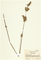 藏品(纖細棉毛莧)的圖片